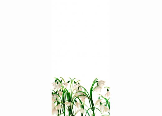 Schneeglöckchen Schneeglöckchen